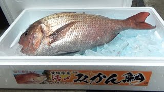 かんきつ香る「みかん鯛」　愛媛の特産で魚臭さ除去