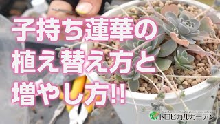 2024.04.23【多肉植物】子持ち蓮華の植え替え方と増やし方!!【succulent】トロピカルガーデン