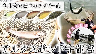 【アルクスポンド宇都宮】メグタス初登場 今井流で魅せるクラピー術【今井康仁】