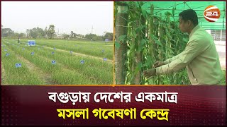 যে গবেষণা কেন্দ্র থেকে উদ্ভাবিত হয়েছে ২৭টি মসলা ও ৫৮টি ফসলের জাত | Bogura News | Channel 24