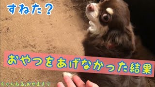 【天才へたれ犬！チワワのさくら２４】愛犬チワワのさくらに今流行の頭になんか乗せてみたｗの件