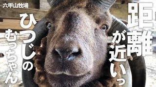 呼ぶと来てくれるむっちゃん【六甲山牧場】距離が近いよっ!! ４本角のマンクスロフタン 可愛いむっちゃん意外とハスキー!?