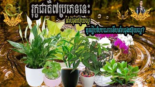 រុក្ខជាតិ៧ប្រភេទលើករាសីលោកអ្នក​