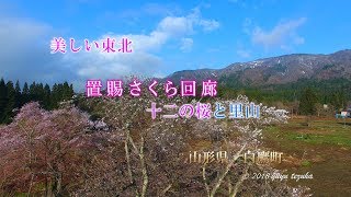 置賜さくら回廊　十二の桜　［Sakura Cherry blossoms 12 cherry blossoms］　　山形県白鷹町