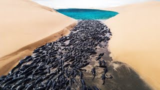 This Is Why Desert Fish Die in the Water If they Don't Come Out on Land