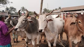 ০৪/০২/২০২৫/এই ভিডিও টি না দেখলে  বুঝতে পারবেন না বলদ গরুর আত বেশি আমদামি০১৭৭৩৯৪৯৯৭৪