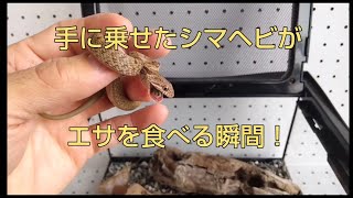 【ヘビを飼う！】シマヘビの赤ちゃんが手の上で餌を食べた！！