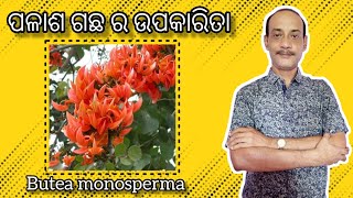 ପଳାଶ ଗଛ | Butea monosperma @dr.ashisbanerjee