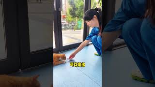 3步正确勾引流浪猫，轻松绑回家！ #流浪猫 #猫咪 #新手养猫 #养猫经验 #养猫日常