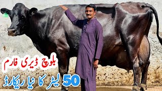 Baloch Dairy Farm | imported cows | JERSEY cows | Jani Best | May 4, 2024