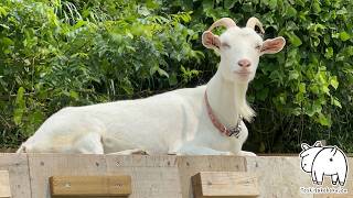 【癒し時間】ヤギたちのいつもと変わらない朝の光景 2024年7月13日 手作りヤギ牧場 goat farm 吉がけ牧場