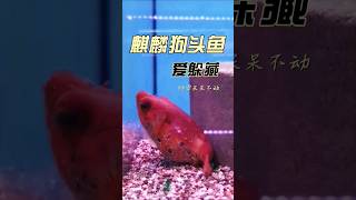 麒麟狗頭魚 Real Palembang puffer