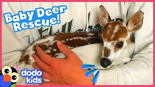 Lady Finds A Tiny, Lost Baby Deer In The Forest | Rescued! | Dodo Kids