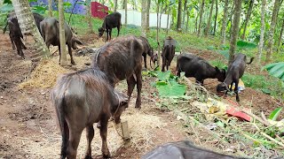 കൊല്ലത്തു വന്നിറങ്ങിയ ഹരിയാന മുറാ പോത്തുകൾ|Hariyana Murrah Buffalo Farm|SPR Murrah Farm