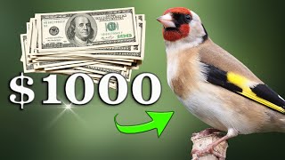 $1000 GOLDFINCH - The Best 12h Training Song EVER ?