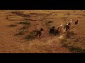 horses and camels in the steppes of mongolia on the way to the gobi desert