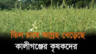 তিল চাষে আগ্রহ বেড়েছে কালীগঞ্জের কৃষকদের | Sesame | Kaliganj | RisingBD