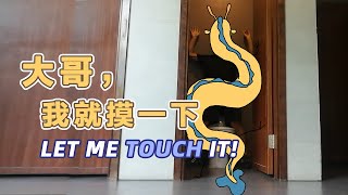 【我的爸爸是條龍】大哥，就讓我摸一下嘛… Man, can I touch it?#动漫#可爱#Tiktok