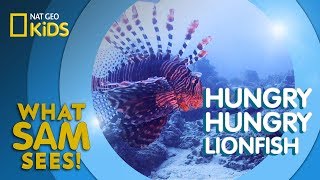 Hungry Hungry Lionfish | What Sam Sees