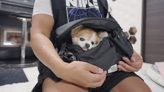 脚力が衰え散歩途中でも歩くのをやめてしまう老犬用にバッグを買いました