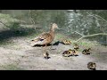 eine entenfamilie am see