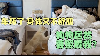 【正版小七的旅行第24集】一人一狗流浪中國，車壞了，人也不舒服，沒有想到一隻流浪狗會照顧我了。