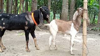 Goat Beautiful Moments Time Of Village Farm/2023 Ep:2