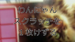 わんにゃんスクラッチ　ねこ・ミックス８　１枚けずりました　12/6