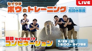 《鳥羽水族館》セイウチ「ポウ」のトレーニングライブ配信　新技“コンビネーション”