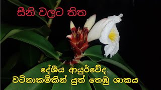 දුර්ලබ තෙඹු ශාකය   Costus speciosus   Ranvila Creation