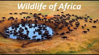 Wildlife of Africa
