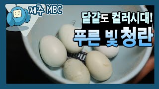 [해피플러스] 달걀도 컬러시대! 푸른 빛 청란