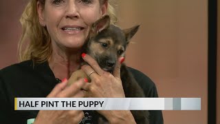 FURRY FRIDAY: Meet Half Pint the Puppy