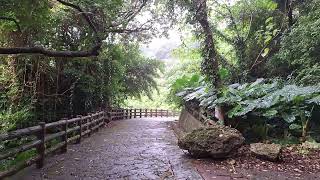 本日の末吉公園 空と森