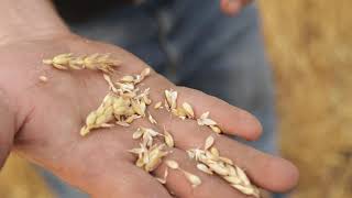 From the Field: White Sonora Wheat