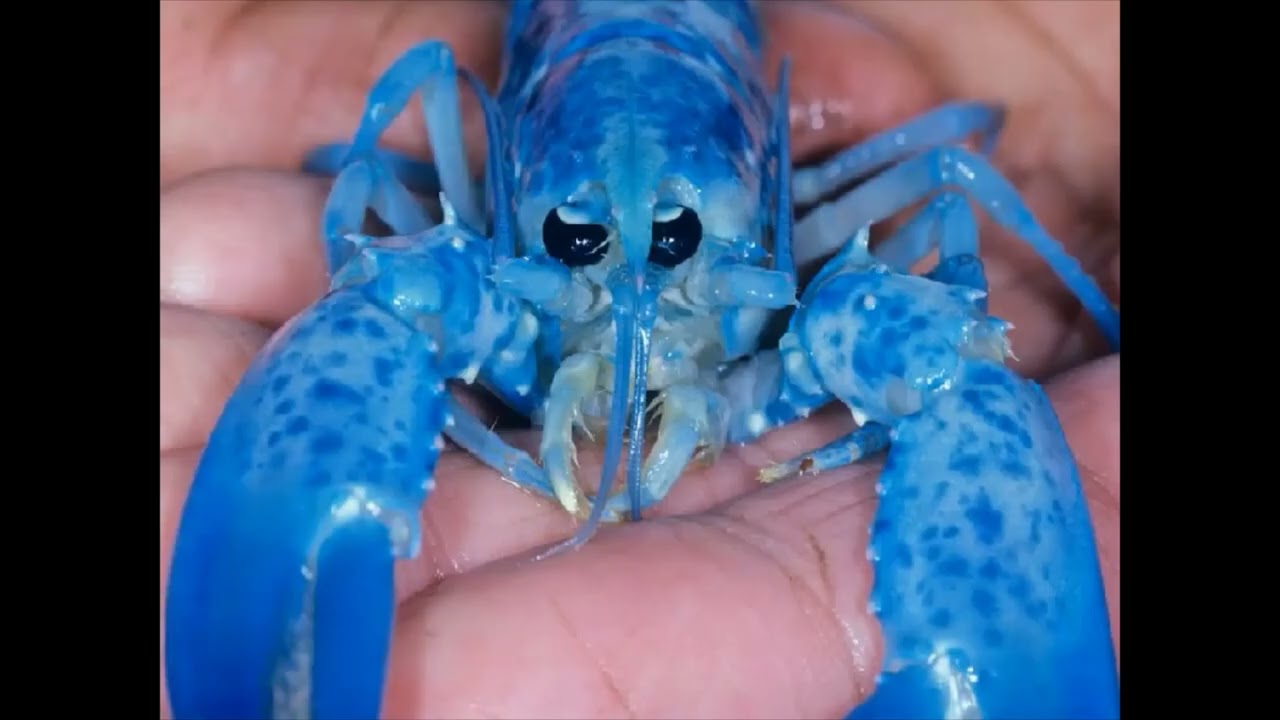 Blue Lobster Jumpscare - YouTube