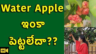 మిద్దెతోటలో వాటర్ ఆపిల్ పెంపకం|Water Apple / Must Grow Plant/ Rose Apple / The Telugu Housewife