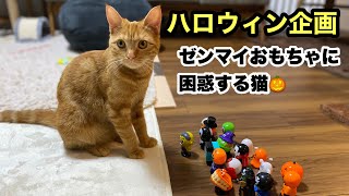 【ハロウィン企画】ゼンマイ仕掛けの動くおもちゃに困惑しながらも戦おうとする猫　足長マンチカン　プーコちゃんねる　メス　女の子　子猫