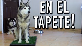 Enséñale HACER del BAÑO en un TAPETE - MartGon