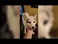 Fox — Hilarious And Cute Videos And Tik Toks Compilation