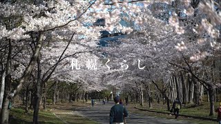 さよなら...そして、ありがとう｜wanna be｜新ひだか町｜静内｜桜まつり｜二十間道路桜並木｜【札幌くらし】