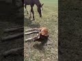 Керемет көрініс. horse animals жылқы fazenda rek природа shorts