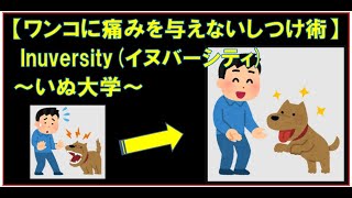 【ワンコに痛みを与えないしつけ術】 Inuversity(イヌバーシティ)～いぬ大学～