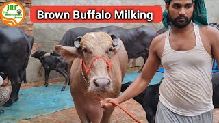 👍#Brown Buffalo(भूरी भैस) Full Milking Video.👍Ramu, Rohtak Dairy Farm.👍(8295682733)👍