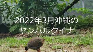 ヤンバルクイナ生態展示学習施設で餌を食べるヤンバルクイナ（2022年３月15日）