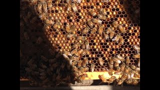 2021 Gardening in the Panhandle LIVE Beginning Beekeeping September