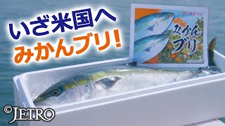 米国へ“みかんブリ”を売り込め！ 輸出のカギは魚の差別化