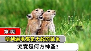 高原鼠兔：遍地都是天敌，这个族群靠什么繁衍到现在？