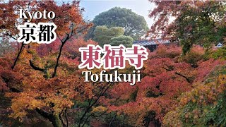 【50代京都Kyoto】紅葉🍁早朝の東福寺は別世界でした！/観光