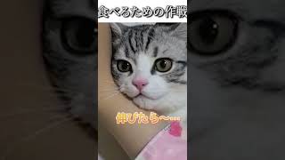 猫のおもしろ動画にツッコミどころ満載なアフレコしてみた＃117【作戦】【ハプニング映像】#shorts　#アフレコ #面白動画